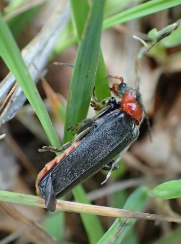 Cantharis fusca